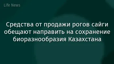 Средства от продажи рогов сайги обещают направить на сохранение биоразнообразия Казахстана