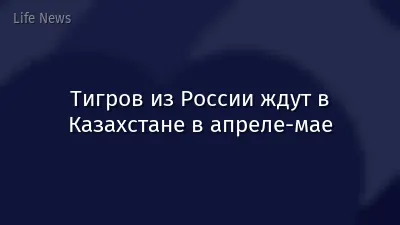 Тигров из России ждут в Казахстане в апреле-мае