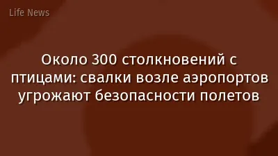 Около 300 столкновений с птицами: свалки возле аэропортов угрожают безопасности полетов
