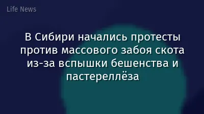 В Сибири начались протесты против массового забоя скота из-за вспышки бешенства и пастереллёза