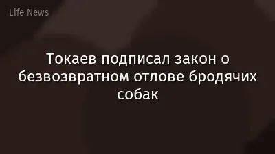 Токаев подписал закон о безвозвратном отлове бродячих собак
