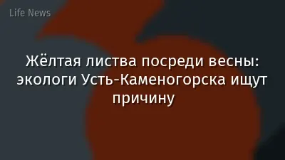 Жёлтая листва посреди весны: экологи Усть-Каменогорска ищут причину