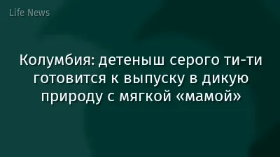 Колумбия: детеныш серого ти-ти готовится к выпуску в дикую природу с мягкой «мамой»