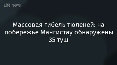 Массовая гибель тюленей: на побережье Мангистау обнаружены 35 туш