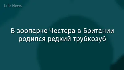 В зоопарке Честера в Британии родился редкий трубкозуб