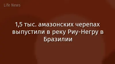 1,5 тыс. амазонских черепах выпустили в реку Риу-Негру в Бразилии