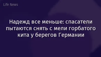 Надежд все меньше: спасатели пытаются снять с мели горбатого кита у берегов Германии