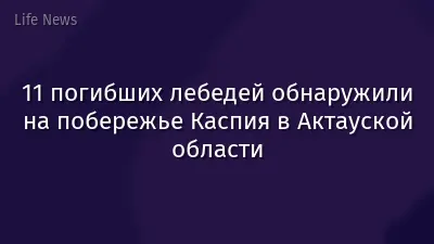 11 погибших лебедей обнаружили на побережье Каспия в Актауской области