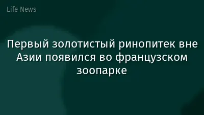 Первый золотистый ринопитек вне Азии появился во французском зоопарке