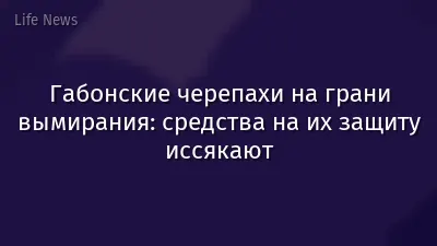 Габонские черепахи на грани вымирания: средства на их защиту иссякают