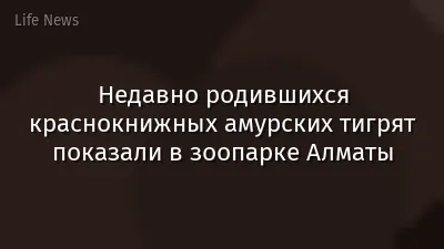 Недавно родившихся краснокнижных амурских тигрят показали в зоопарке Алматы
