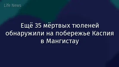 Ещё 35 мёртвых тюленей обнаружили на побережье Каспия в Мангистау