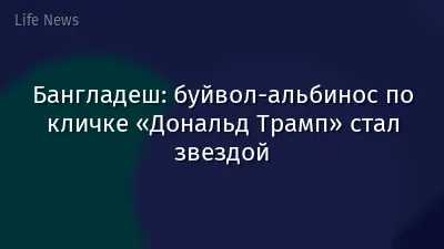 Бангладеш: буйвол-альбинос по кличке «Дональд Трамп» стал звездой