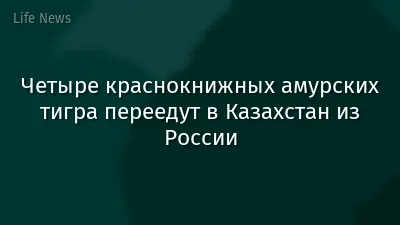 Четыре краснокнижных амурских тигра переедут в Казахстан из России