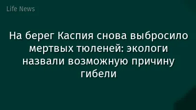 На берег Каспия снова выбросило мертвых тюленей: экологи назвали возможную причину гибели