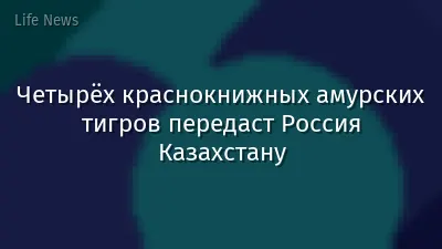 Четырёх краснокнижных амурских тигров передаст Россия Казахстану