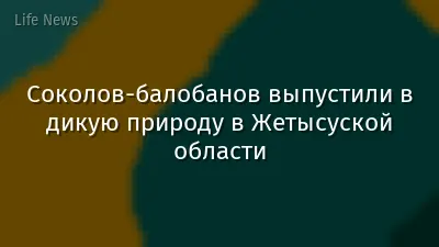 Соколов-балобанов выпустили в дикую природу в Жетысуской области