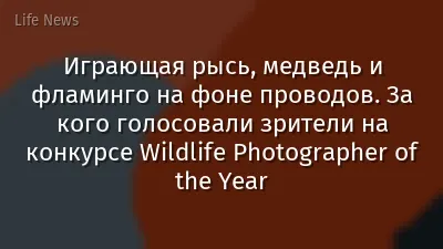 Играющая рысь, медведь и фламинго на фоне проводов. За кого голосовали зрители на конкурсе Wildlife Photographer of the Year