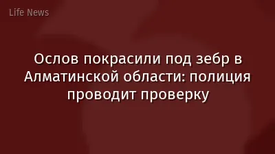 Ослов покрасили под зебр в Алматинской области: полиция проводит проверку