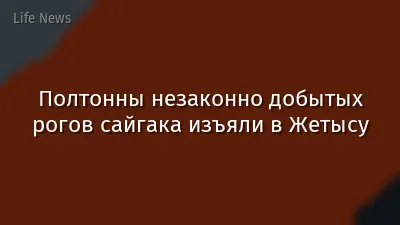 Полтонны незаконно добытых рогов сайгака изъяли в Жетысу