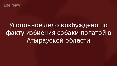 Уголовное дело возбуждено по факту избиения собаки лопатой в Атырауской области