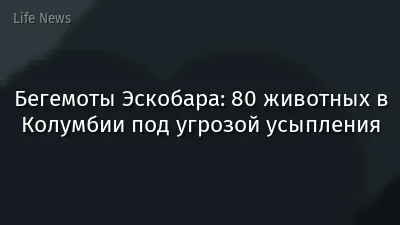Бегемоты Эскобара: 80 животных в Колумбии под угрозой усыпления