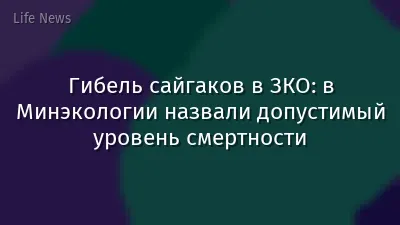 Гибель сайгаков в ЗКО: в Минэкологии назвали допустимый уровень смертности