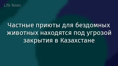 Частные приюты для бездомных животных находятся под угрозой закрытия в Казахстане