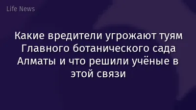 Какие вредители угрожают туям Главного ботанического сада Алматы и что решили учёные в этой связи