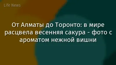 От Алматы до Торонто: в мире расцвела весенняя сакура -  фото с ароматом нежной вишни