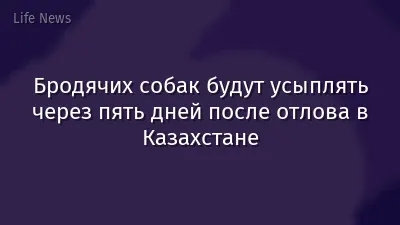 Бродячих собак будут усыплять через пять дней после отлова в Казахстане