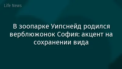 В зоопарке Уипснейд родился верблюжонок София: акцент на сохранении вида