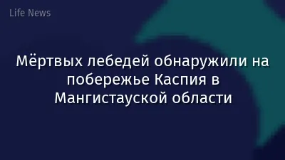 Мёртвых лебедей обнаружили на побережье Каспия в Мангистауской области