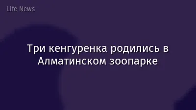 Три кенгуренка родились в Алматинском зоопарке