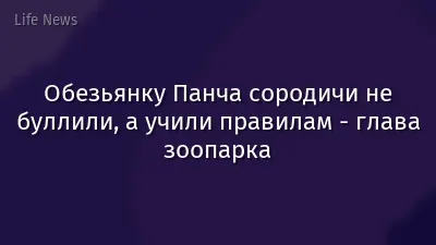 Обезьянку Панча сородичи не буллили, а учили правилам - глава зоопарка