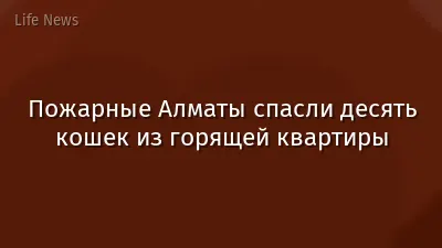 Пожарные Алматы спасли десять кошек из горящей квартиры