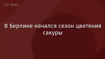 В Берлине начался сезон цветения сакуры