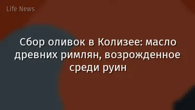 Сбор оливок в Колизее: масло древних римлян, возрожденное среди руин
