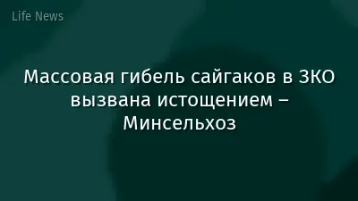 Массовая гибель сайгаков в ЗКО вызвана истощением – Минсельхоз