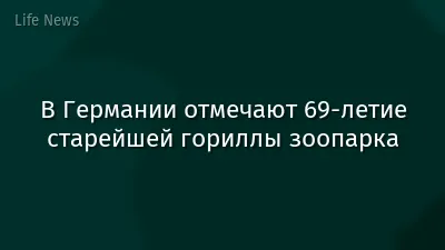В Германии отмечают 69‑летие старейшей гориллы зоопарка