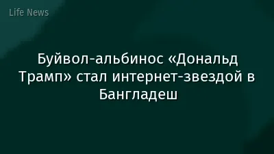 Буйвол-альбинос «Дональд Трамп» стал интернет-звездой в Бангладеш