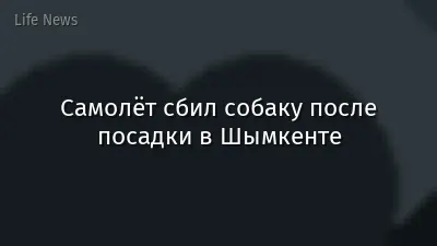Самолёт сбил собаку после посадки в Шымкенте