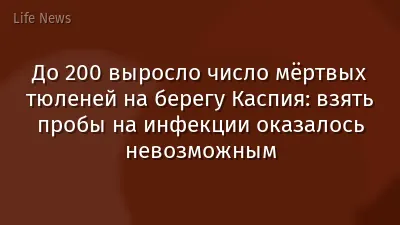 До 200 выросло число мёртвых тюленей на берегу Каспия: взять пробы на инфекции оказалось невозможным