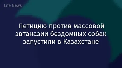 Петицию против массовой эвтаназии бездомных собак запустили в Казахстане