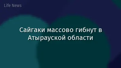 Сайгаки массово гибнут в Атырауской области