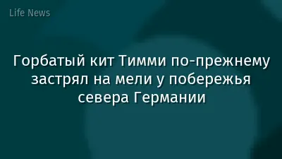 Горбатый кит Тимми по-прежнему застрял на мели у побережья севера Германии