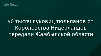 40 тысяч луковиц тюльпанов от Королевства Нидерландов передали Жамбылской области