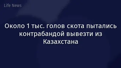 Около 1 тыс. голов скота пытались контрабандой вывезти из Казахстана