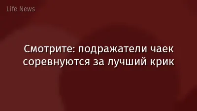 Смотрите: подражатели чаек соревнуются за лучший крик