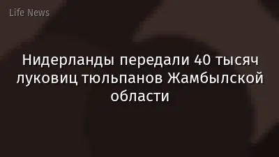 Нидерланды передали 40 тысяч луковиц тюльпанов Жамбылской области